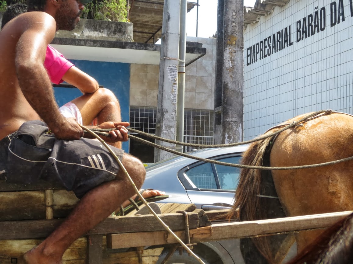 Brazil Horse