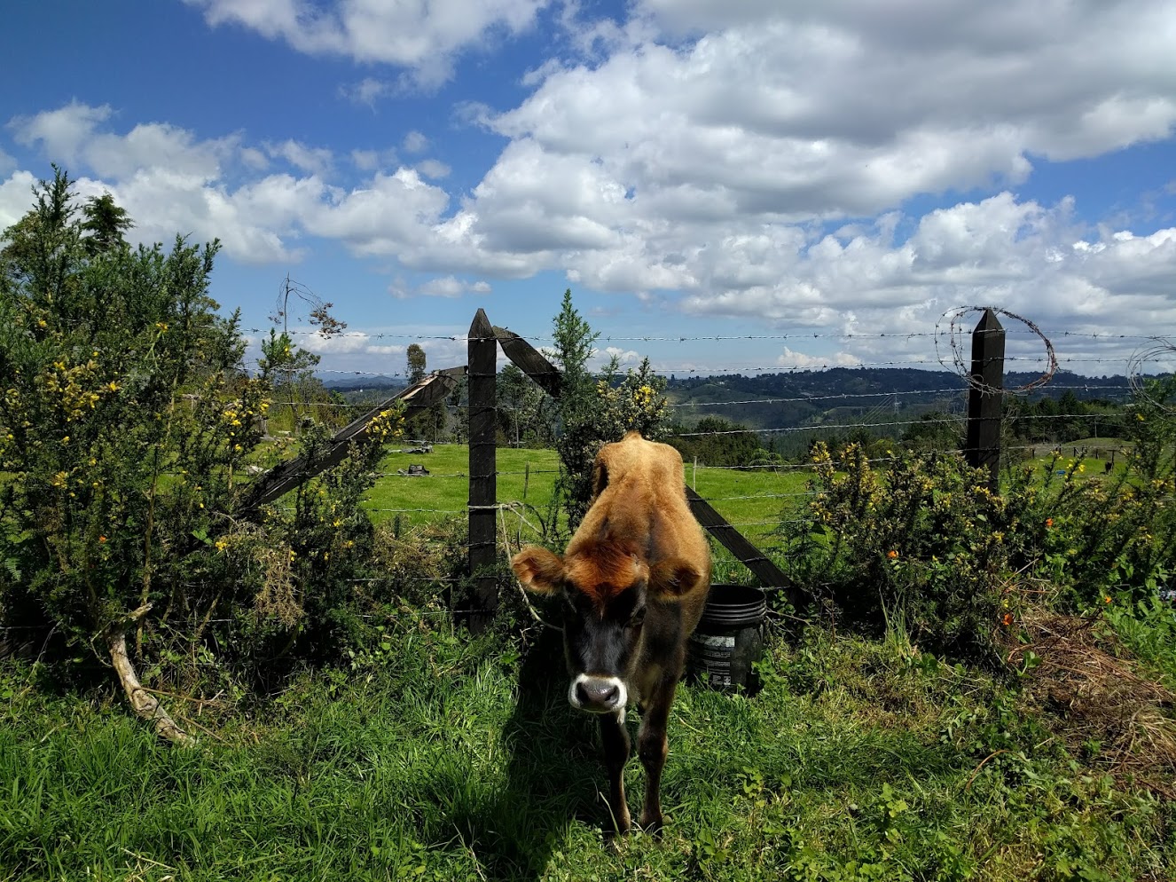 Santa Elena Cow