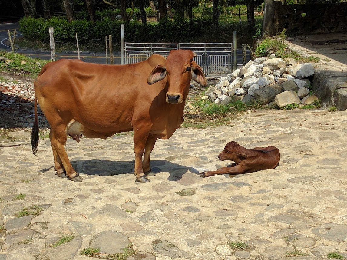Cow